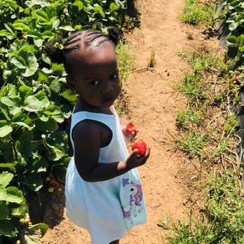 Southern Belle Farm - Caught red handed eating her favorite fruit. - Pick Your Own Farms Near Me - McDonough, Georgia Southern Belle Farm - Caught red handed eating her favorite fruit. - Pick Your Own Farms Near Me - McDonough, Georgia
