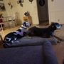 Photo of Southwest Florida K9 Solutions