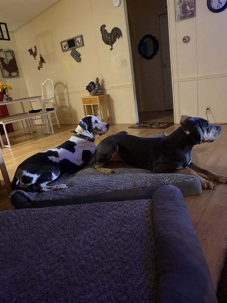 Southwest Florida K9 Solutions Image