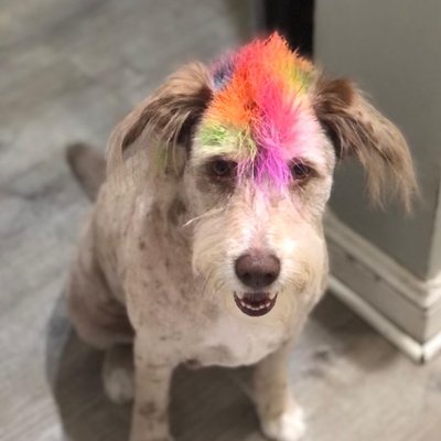 D is for Doggy - Daycare & Grooming by null