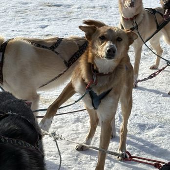 Rod's Alaskan Guide Service - Curious pups - Fishing Near Me - North Pole, Alaska Rod's Alaskan Guide Service - Curious pups - Fishing Near Me - North Pole, Alaska