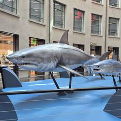 Auckland War Memorial Museum - shark exhibit