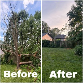 J Finney Services - Tree before and after - Pressure Washers Near Me - Olivette, Missouri J Finney Services - Tree before and after - Pressure Washers Near Me - Olivette, Missouri