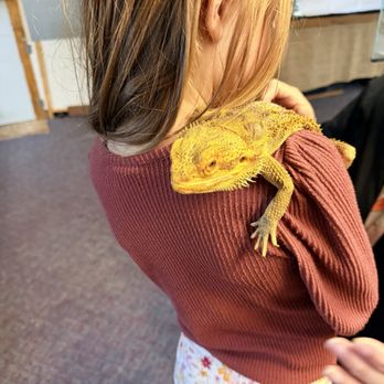 EcoVivarium - Bearded dragon - Museums Near Me - Escondido, California EcoVivarium - Bearded dragon - Museums Near Me - Escondido, California