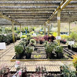 Ivy Nursery - Bushes Outside