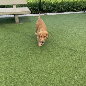 Barker Ranch Dog Park - Astroturf! - Dog Parks Near Me - Lake Forest, California Barker Ranch Dog Park - Astroturf! - Dog Parks Near Me - Lake Forest, California