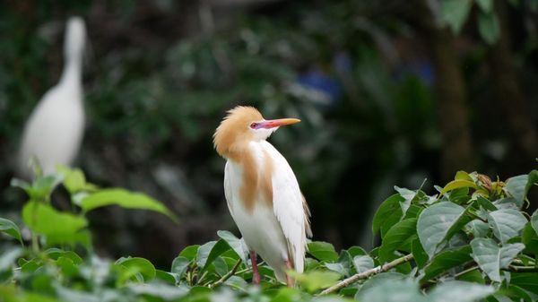 Daan Forest Park by null