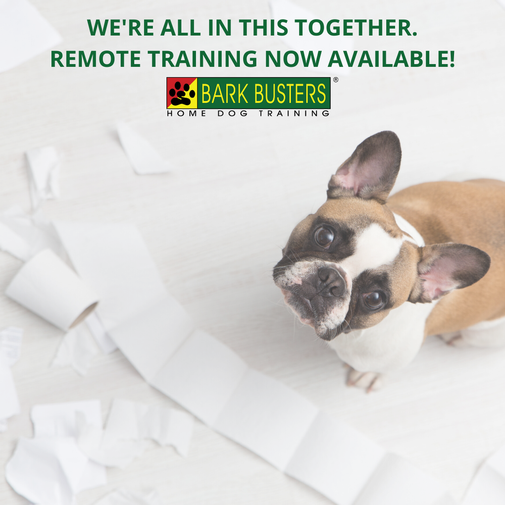 BARK BUSTERS HOME DOG TRAINING ORLAND PARK Updated April 2024 87