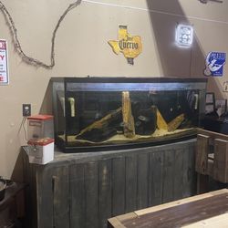 Tim’s BBQ and Fish - Fish tank
