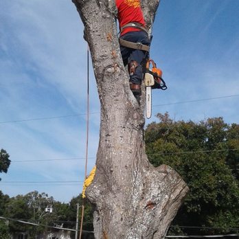C Remigio's Expert Tree Service - Tree Services Near Me C Remigio's Expert Tree Service - Tree Services Near Me