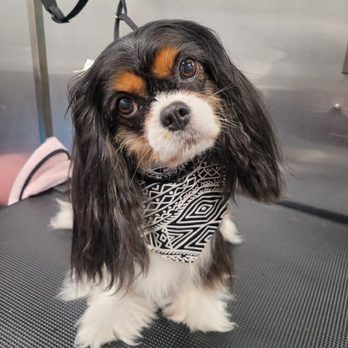 Hello Love Pet Grooming - The cutest Cavalier everrrrrrr - Pet Groomers Near Me - Austin, Texas Hello Love Pet Grooming - The cutest Cavalier everrrrrrr - Pet Groomers Near Me - Austin, Texas