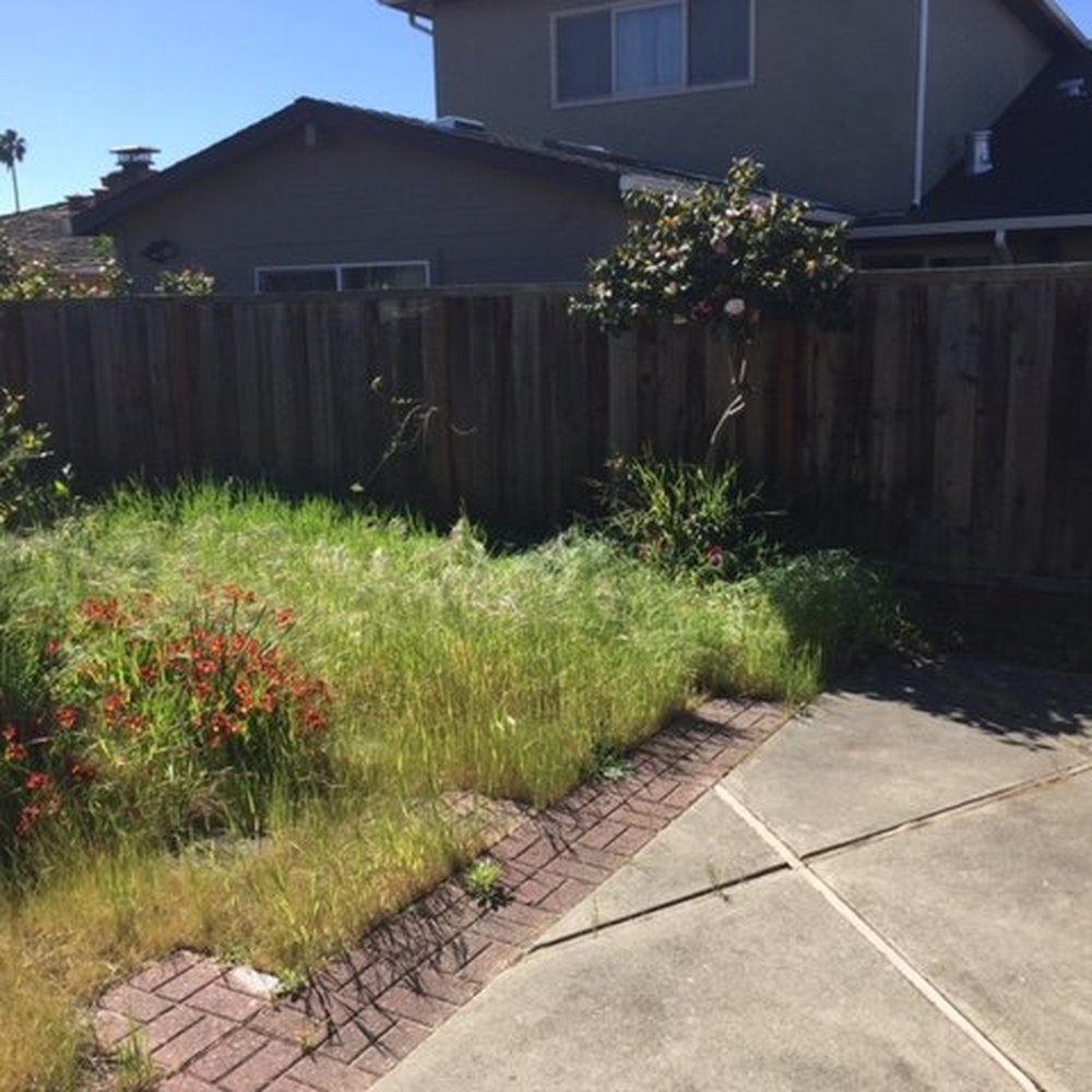 Oscito - Before: overgrown weeds made the space unusable. - Landscaping Near Me Oscito - Before: overgrown weeds made the space unusable. - Landscaping Near Me
