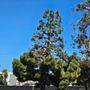 Photo of TSL Tree Service & Landscaping