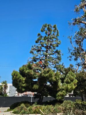 TSL Tree Service & Landscaping on Yelp