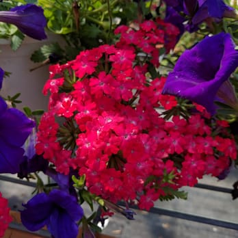 Fred's Greenhouse & Nursery - Nurseries & Gardening Near Me - Sorento, Illinois Fred's Greenhouse & Nursery - Nurseries & Gardening Near Me - Sorento, Illinois