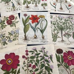 Anne Hall Antique Prints - Examples of what you'll see inside our Bowen's Wharf Gallery, 9 Basil Besler, 1613-1713. Rare original 17th & 18th century botany engravings