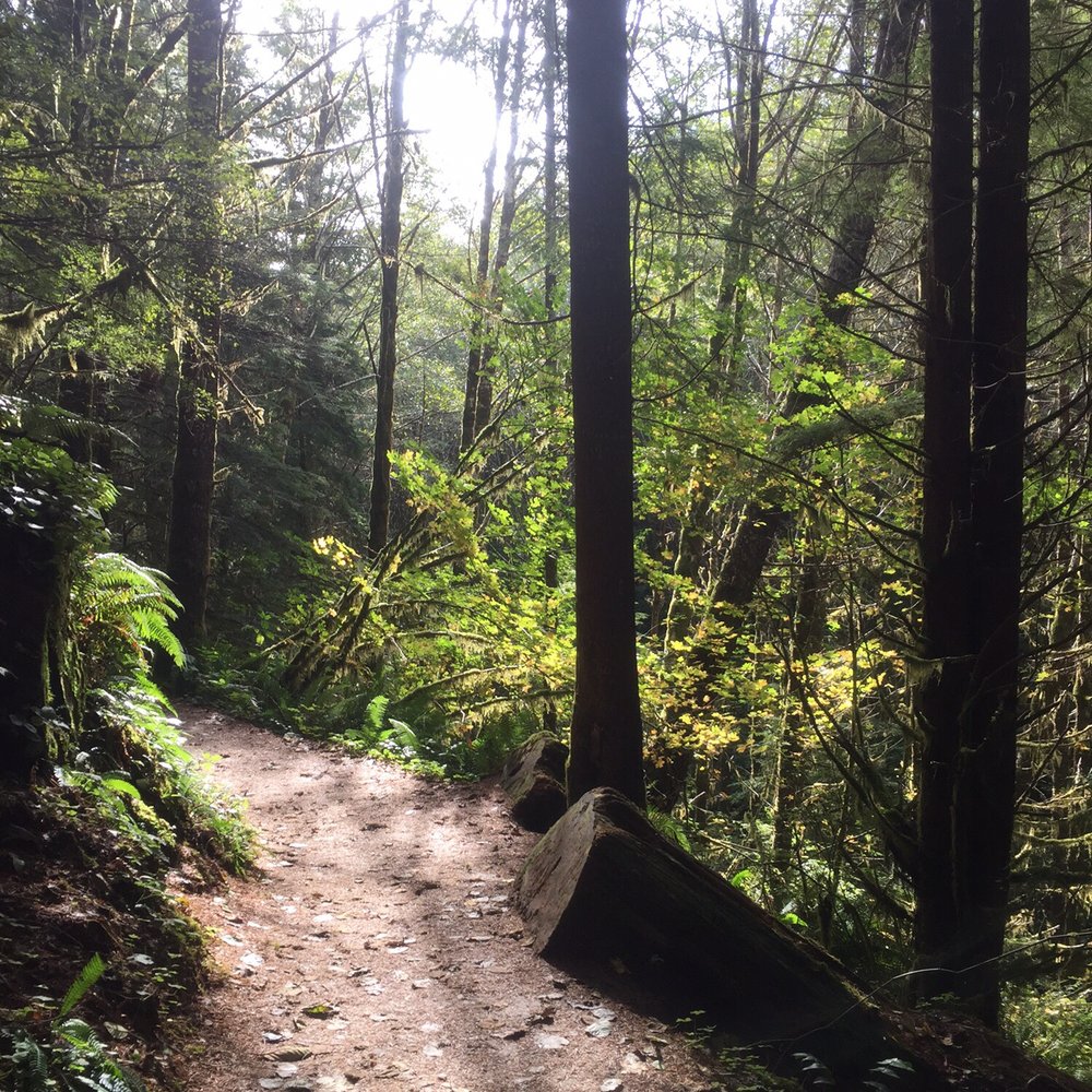 Drift Creek Fall And Bridge - Trail to bridge/waterfall. - Hiking Near Me - Otis, Oregon Drift Creek Fall And Bridge - Trail to bridge/waterfall. - Hiking Near Me - Otis, Oregon