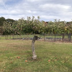 Kollas Orchard