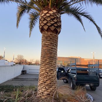 Tropical Palms&Trees - Tree Services Near Me Tropical Palms&Trees - Tree Services Near Me