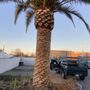 Photo of Tropical Palms&Trees