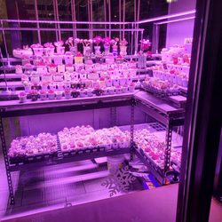 Mala Canteen - Variety of succulents for sale.