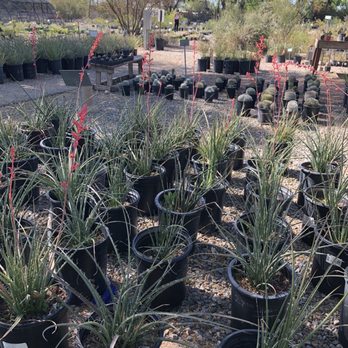 Desert Survivors - Good group - Nurseries & Gardening Near Me - Tucson, Arizona Desert Survivors - Good group - Nurseries & Gardening Near Me - Tucson, Arizona