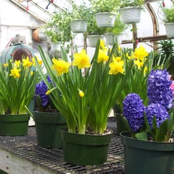 Country Gardener