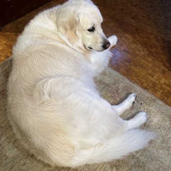 Shampooch Dog Salon - Before the hack job, she got her adult hair had grown perfectly. Here you can't see where her tail begins because of that beautiful fur.Gone - Pet Groomers Near Me - Sausalito, California Shampooch Dog Salon - Before the hack job, she got her adult hair had grown perfectly. Here you can't see where her tail begins because of that beautiful fur.Gone - Pet Groomers Near Me - Sausalito, California