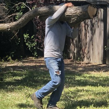 Urban Tree Care - Tree Services Near Me Urban Tree Care - Tree Services Near Me