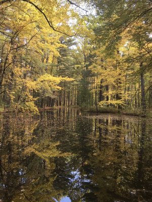 Dow Gardens and the Whiting Forest of Dow Gardens by null