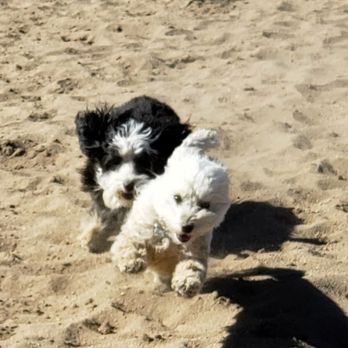 Dog Behavior Solutions - Edgar chasing Meena - Pet Training Near Me Dog Behavior Solutions - Edgar chasing Meena - Pet Training Near Me