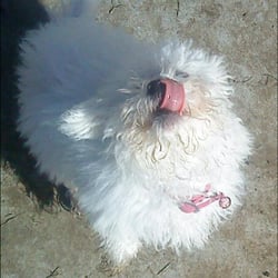 Wigglewag Training & Dog Care Services - Wiggle Wag took Pearl on her first time @ a dog park