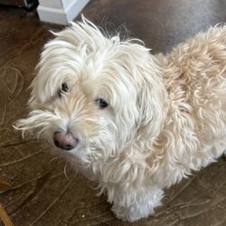 Dynamite Pets - Moose aka Butter Bean before his grooming and after