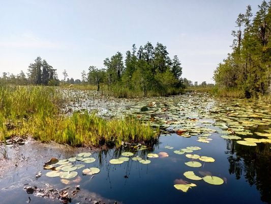 Okefenokee National Wildlife Refuge by null