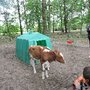 Photo of Green Meadows Farm