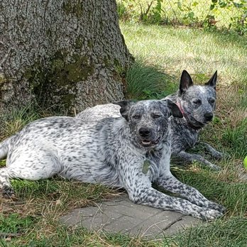 Care Animal Center - Veterinarians Near Me - Davenport, Iowa Care Animal Center - Veterinarians Near Me - Davenport, Iowa