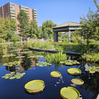Denver Botanic Gardens - Lilly pond - Botanical Gardens Near Me - Denver, Colorado