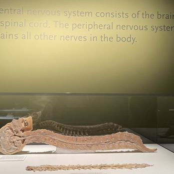 BODIES... The Exhibition - Museums Near Me - Las Vegas, Nevada BODIES... The Exhibition - Museums Near Me - Las Vegas, Nevada