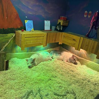 SeaQuest - Lynchburg - Pigs - Aquariums Near Me - Lynchburg, Virginia