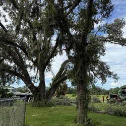 Olive Branch Tree Care - Beginning the surgery on this old oak tree