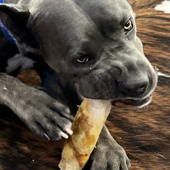 Dog Supplies Outlet - A chewing moment. - Pet Stores Near Me - Henderson, Nevada