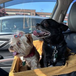 Happy pups!