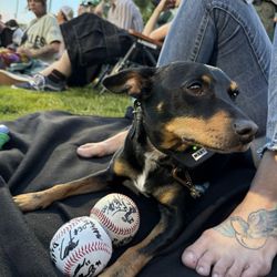 Portland Pickles - My handsome pup