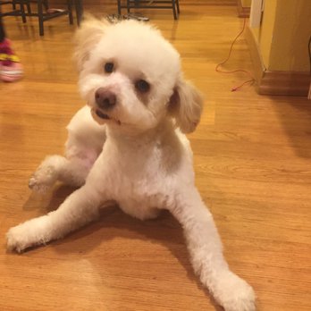 PetSmart - Clean and happy thanks to Sianya! - Pet Stores Near Me - San Jose, California PetSmart - Clean and happy thanks to Sianya! - Pet Stores Near Me - San Jose, California