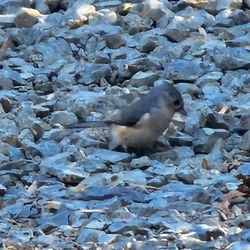 New Jersey Audubon's Scherman Hoffman Wildlife Sanctuary - Tufted titmouse