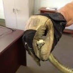 BUGMAN Pest Elimination