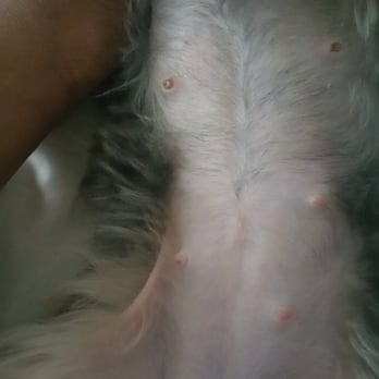 Stylish Petz - Lulu damage nipples - Pet Groomers Near Me - Columbia, South Carolina