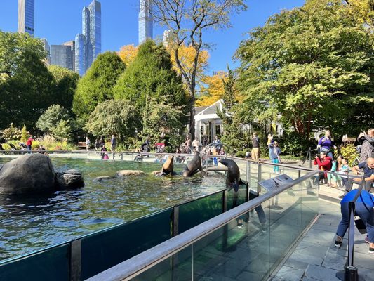 Central Park Zoo by null