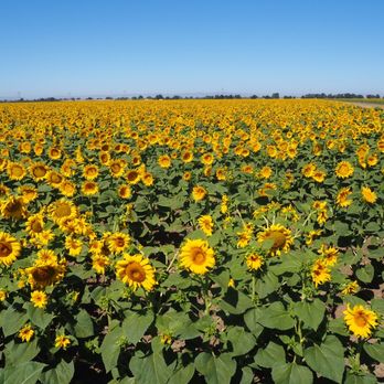 SacTown Bites - So many sunflowers! We always look at them as we drive by on the freeway and we finally got to see them up close! - Food Tours Near Me SacTown Bites - So many sunflowers! We always look at them as we drive by on the freeway and we finally got to see them up close! - Food Tours Near Me
