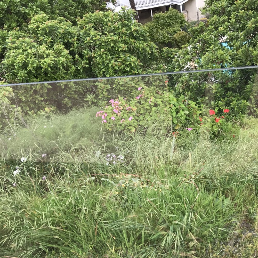 People Helping Others - This is just one small part of the crazy overgrown yard that PHO is "helping" to maintain for the owner. - Property Management Near Me - San Diego, California People Helping Others - This is just one small part of the crazy overgrown yard that PHO is "helping" to maintain for the owner. - Property Management Near Me - San Diego, California